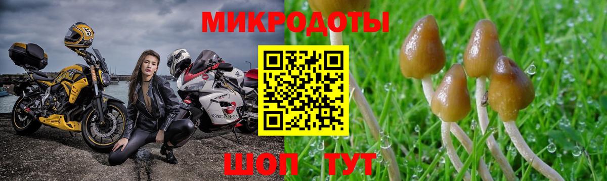 Галлюциногенные грибы Psilocybine cubensis  Лобня 